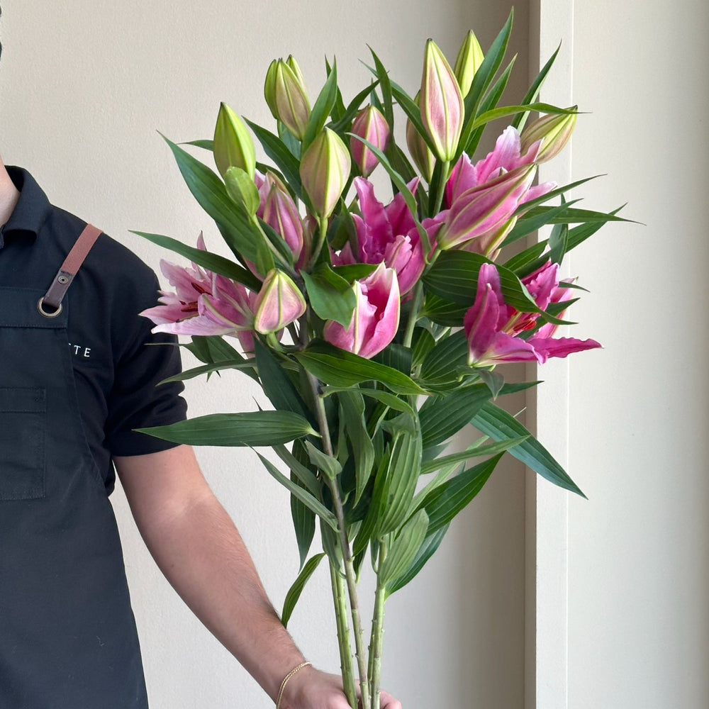 Lilies Oriental - Purpinca Pink