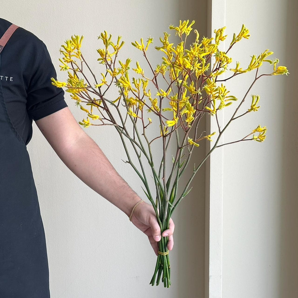 Kangaroo Paws - Yellow Gem