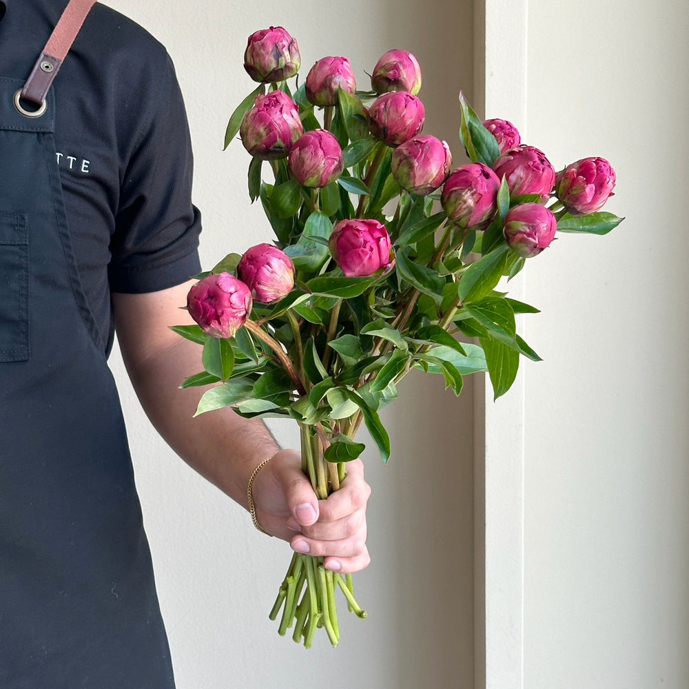 Peonies - Paul Wild (15 stems)