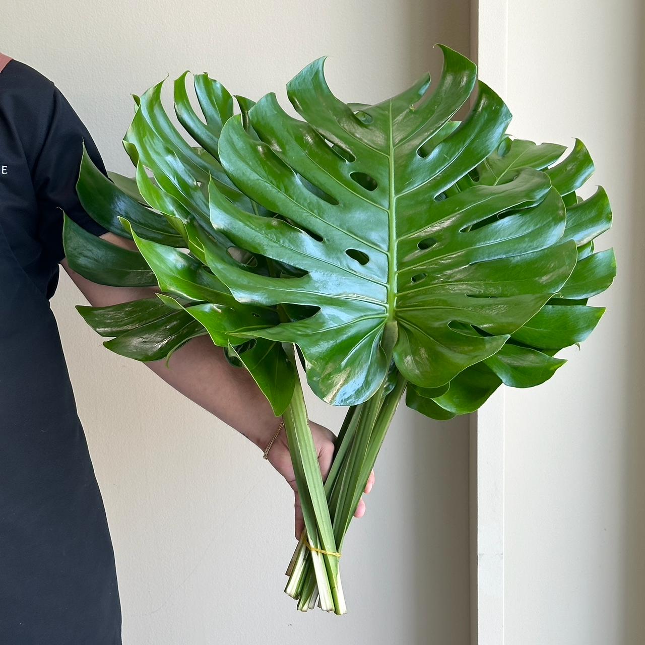 Monstera Leaves Medium (10 Stem)