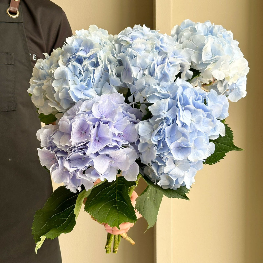 Hydrangeas - Verena Blue