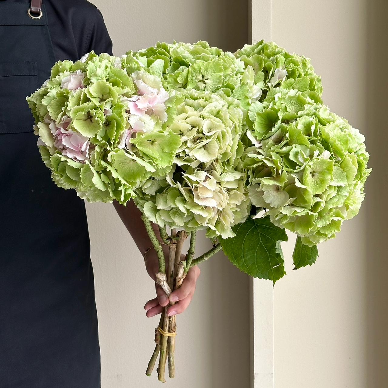 Hydrangeas - Verena Classic XL