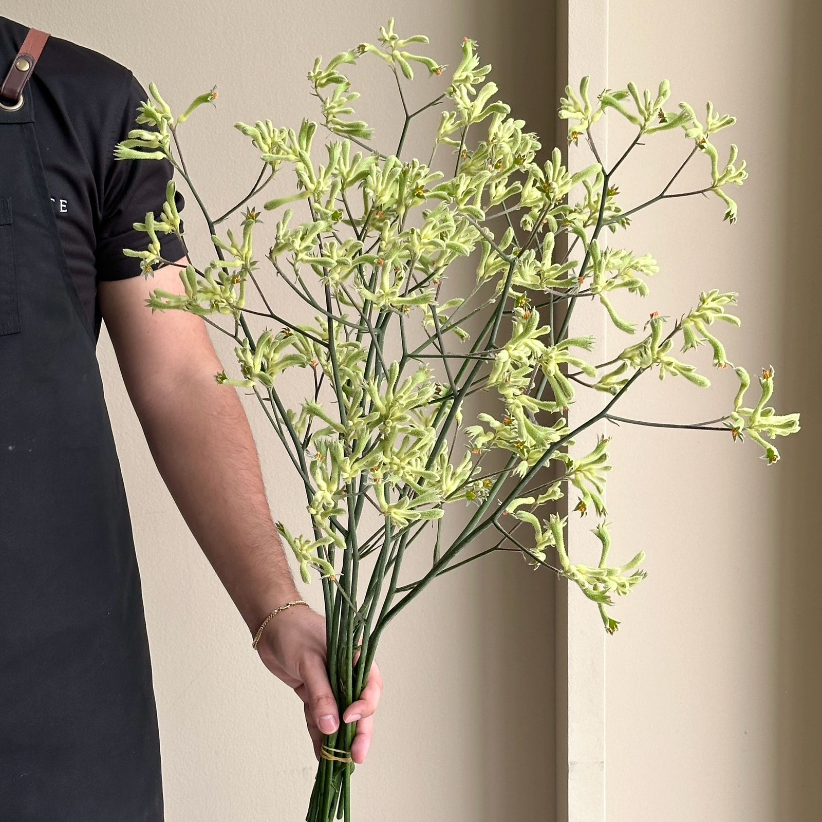Kangaroo Paws - Black Green