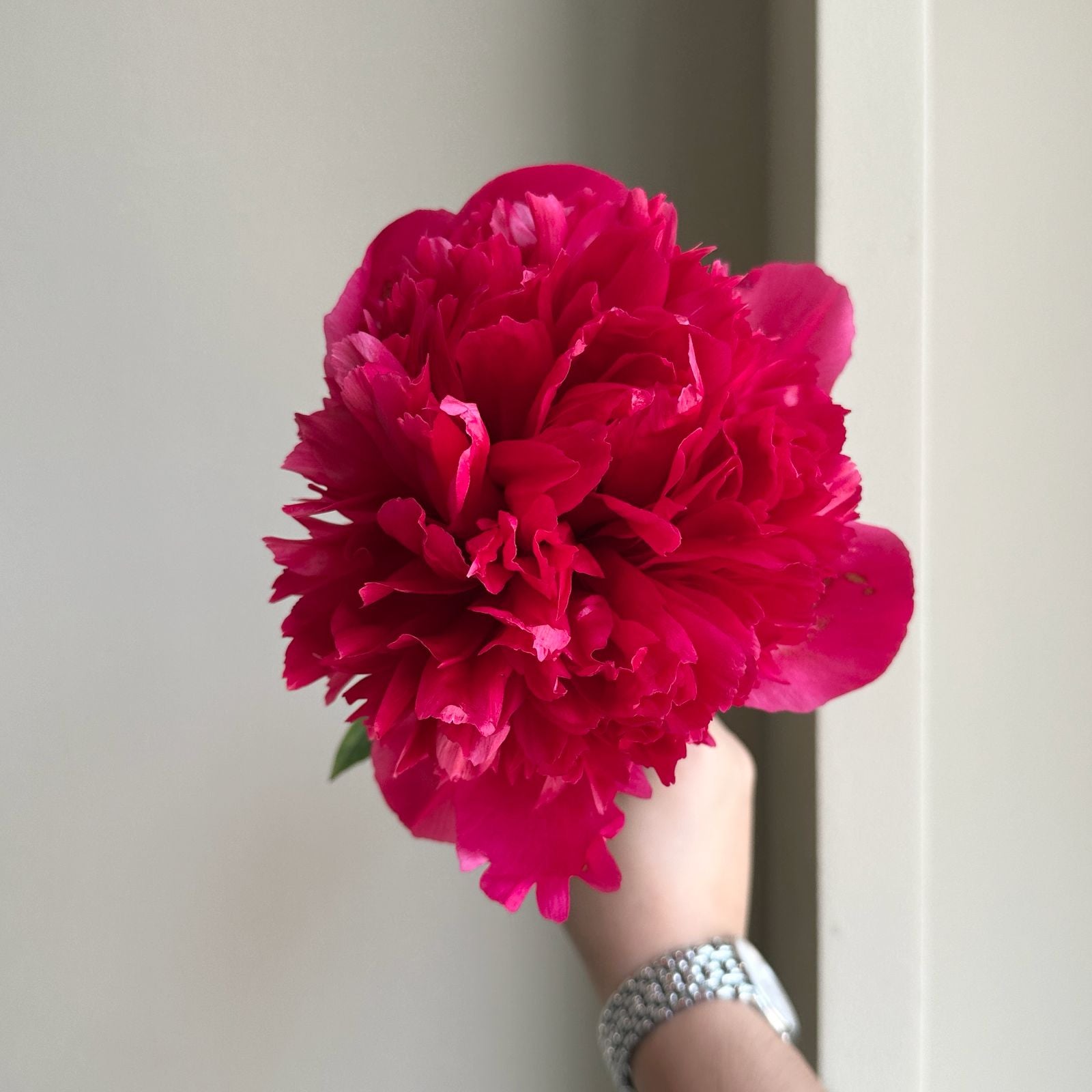 Peonies - Belgravia Red Pink