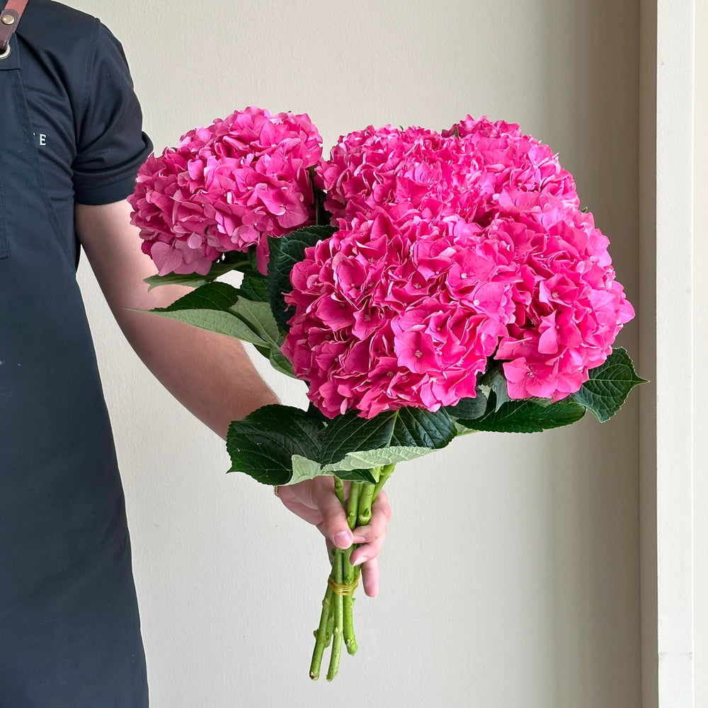 Hydrangeas - Rodeo Rood