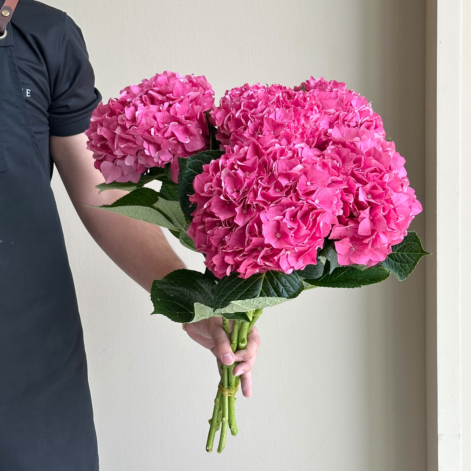 Hydrangeas - Rodeo Rood