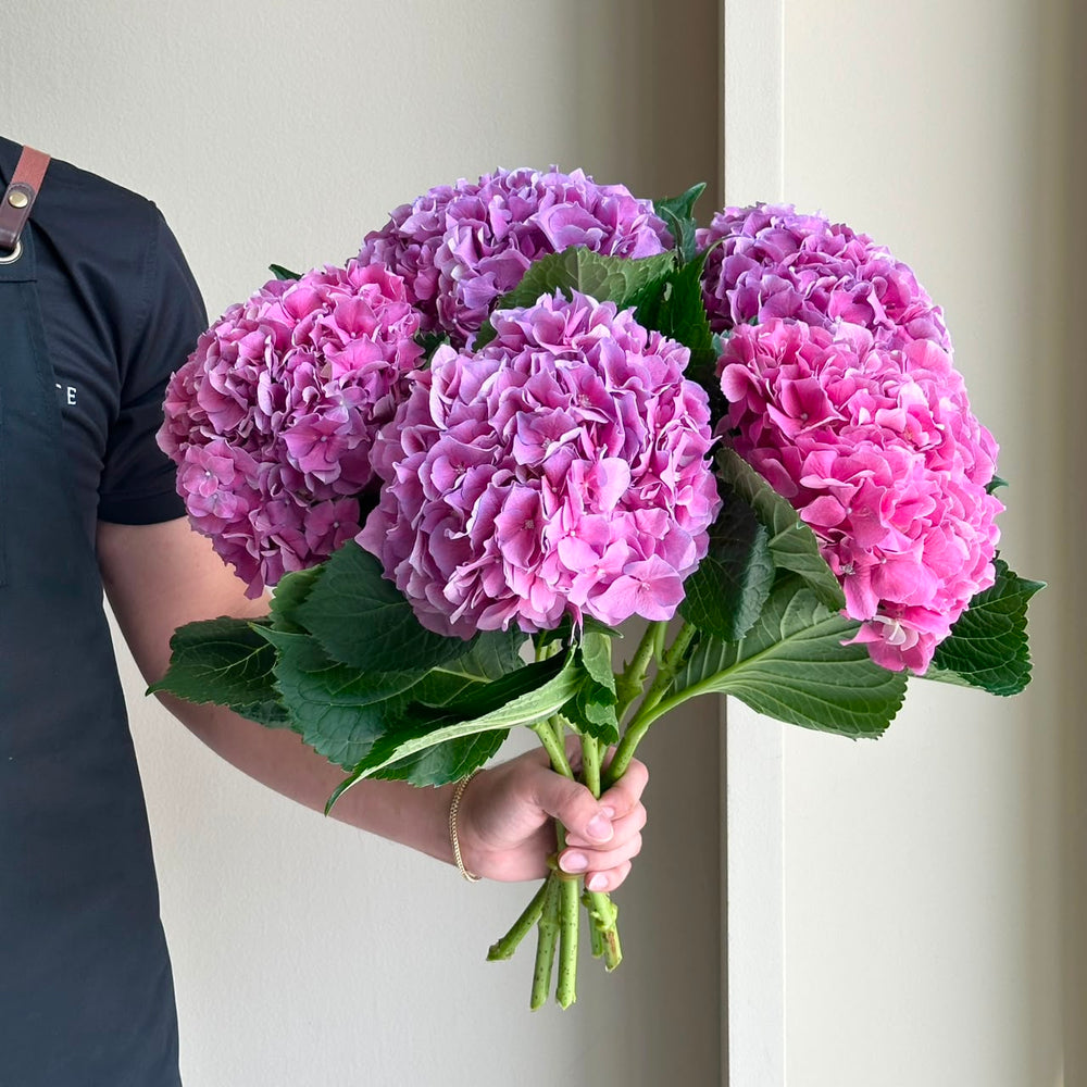 Hydrangeas - Cassanova Purple