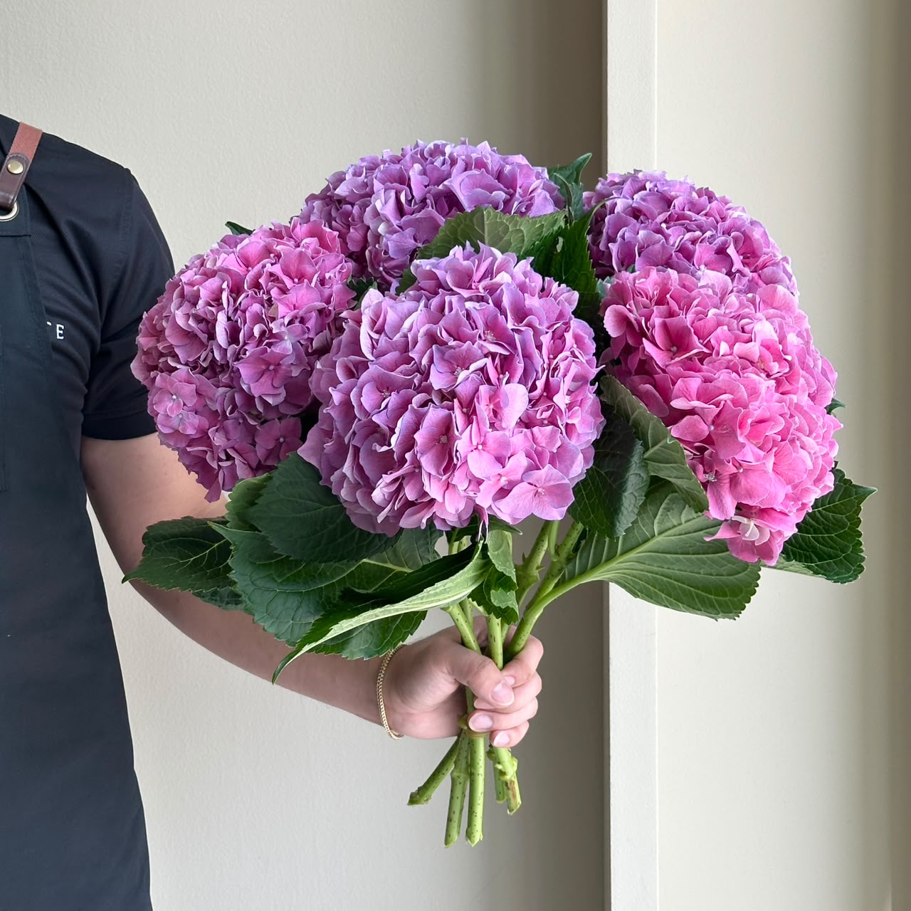Hydrangeas - Cassanova Purple