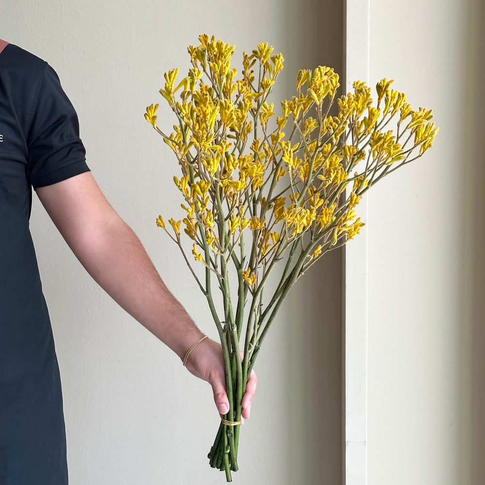 Kangaroo Paws - Yellow Gem