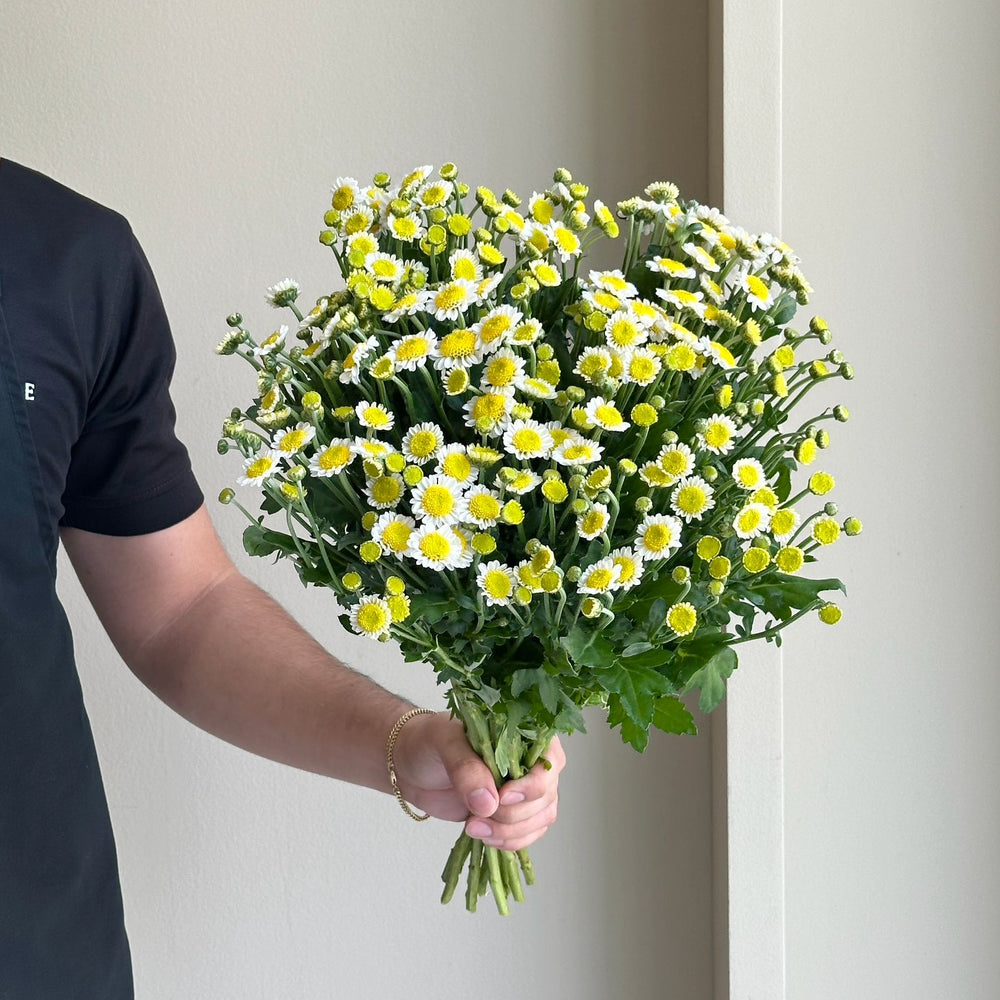 Chrysanthemums - Santini Sunny Side Up (15 Stem)