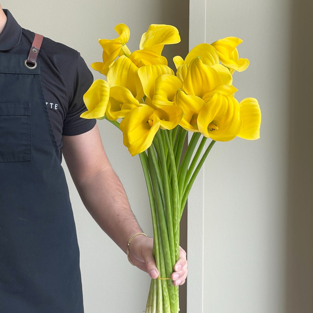 Calla Lilies - Goldcup Yellow