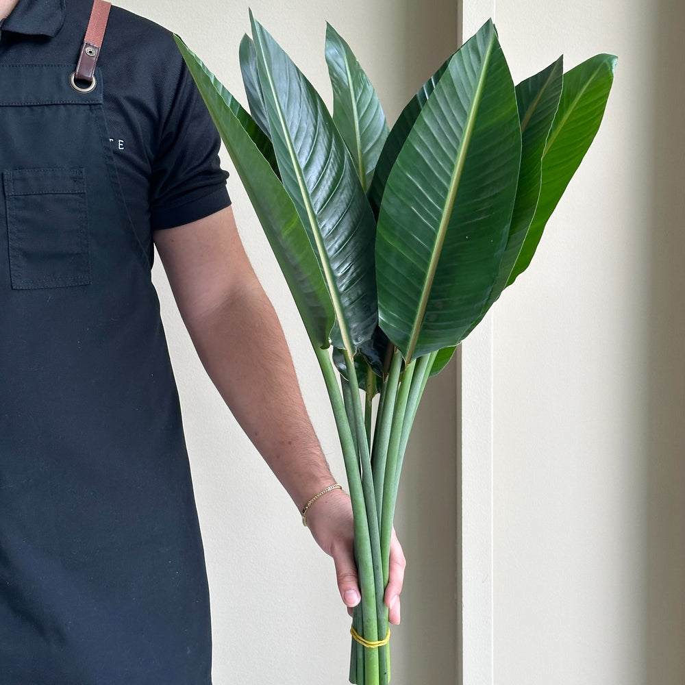 Strelitzia Leaves
