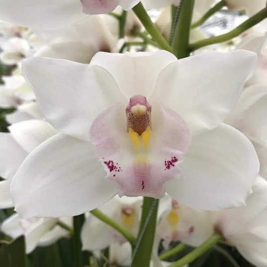 Cymbidium Orchids - Dos Pueblos White
