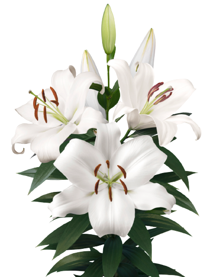 Lilies Orientpet - Zambesi White