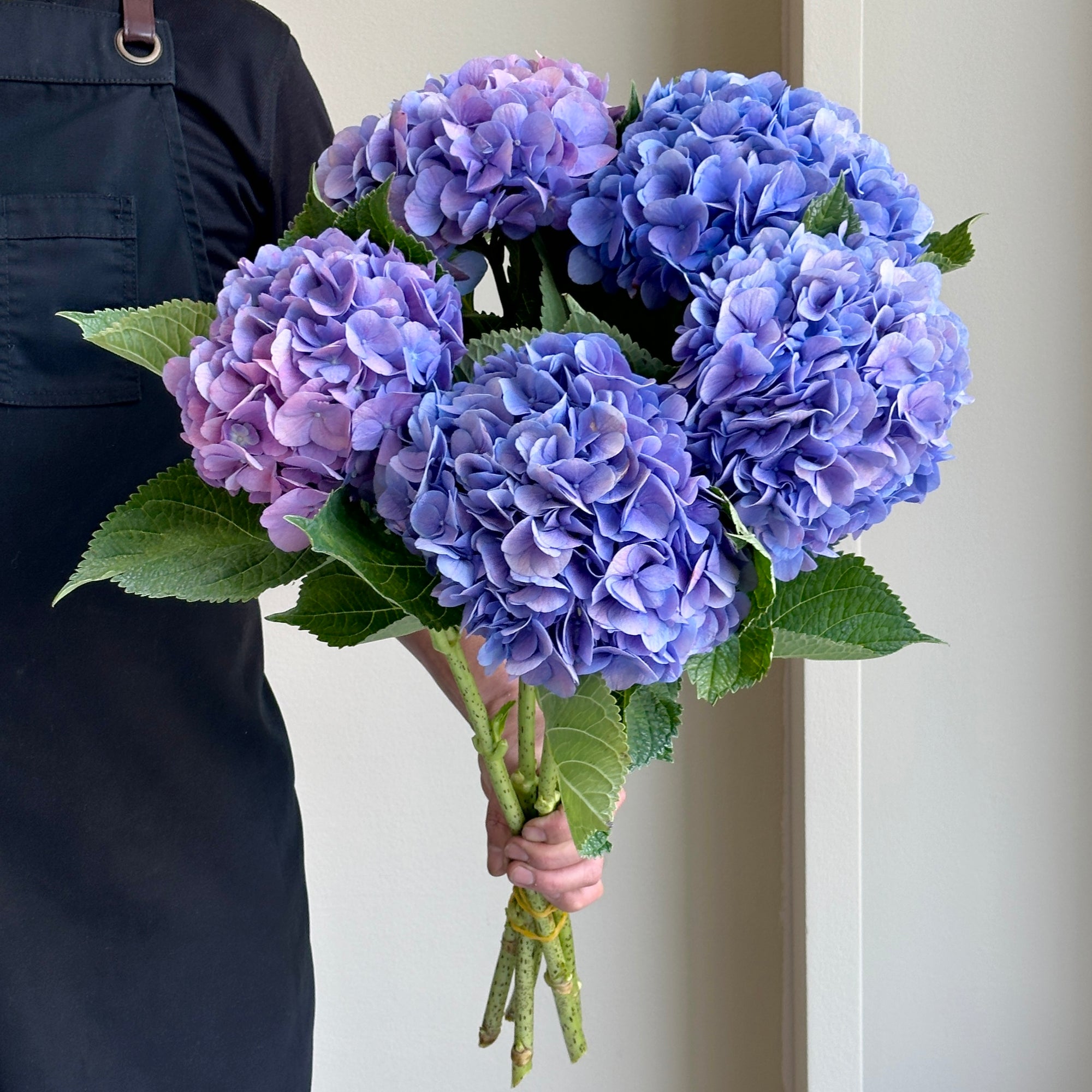 Hydrangeas - Bodensee Blauw