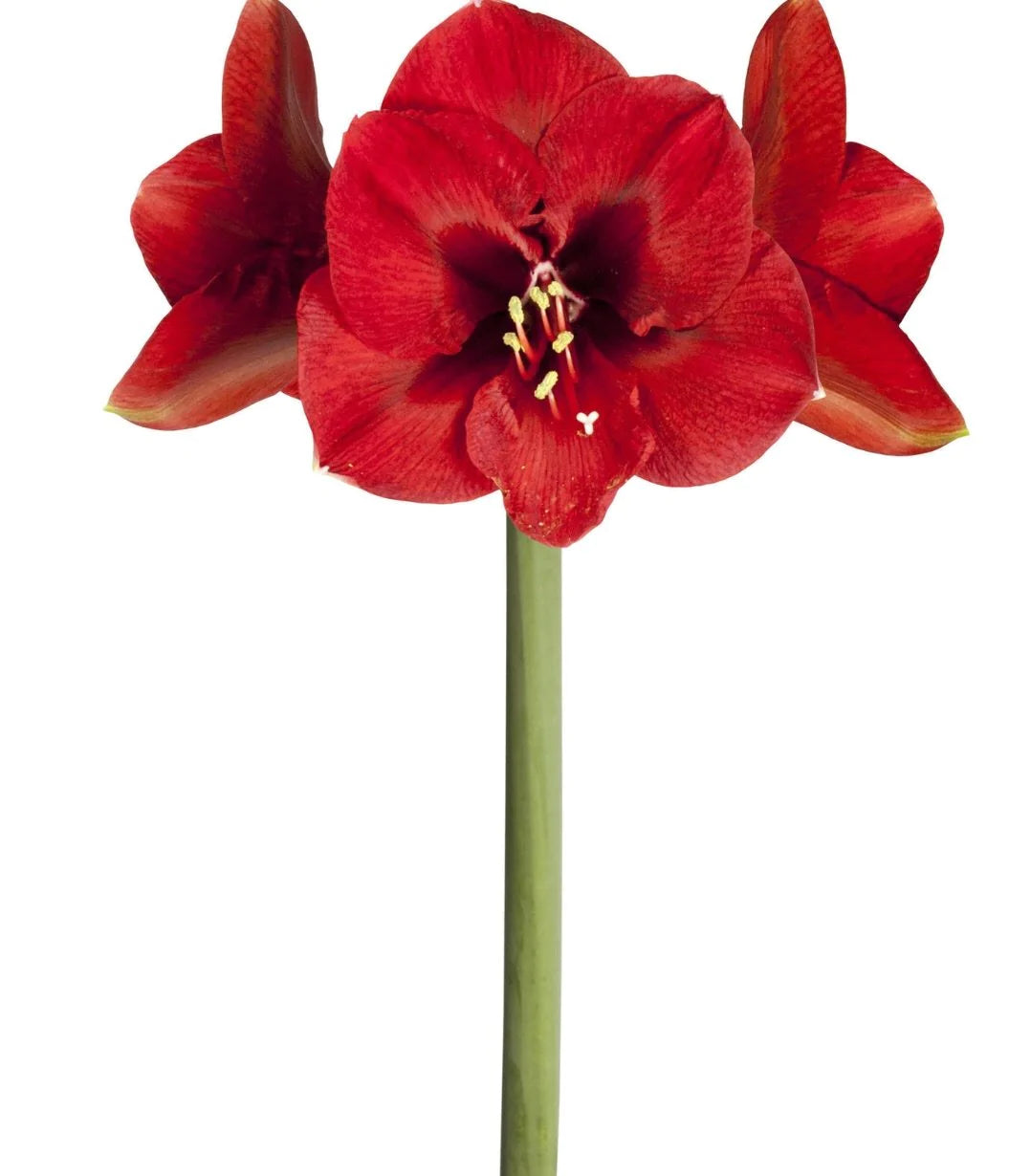 Amaryllis - Ferrari Red (15 Stems)