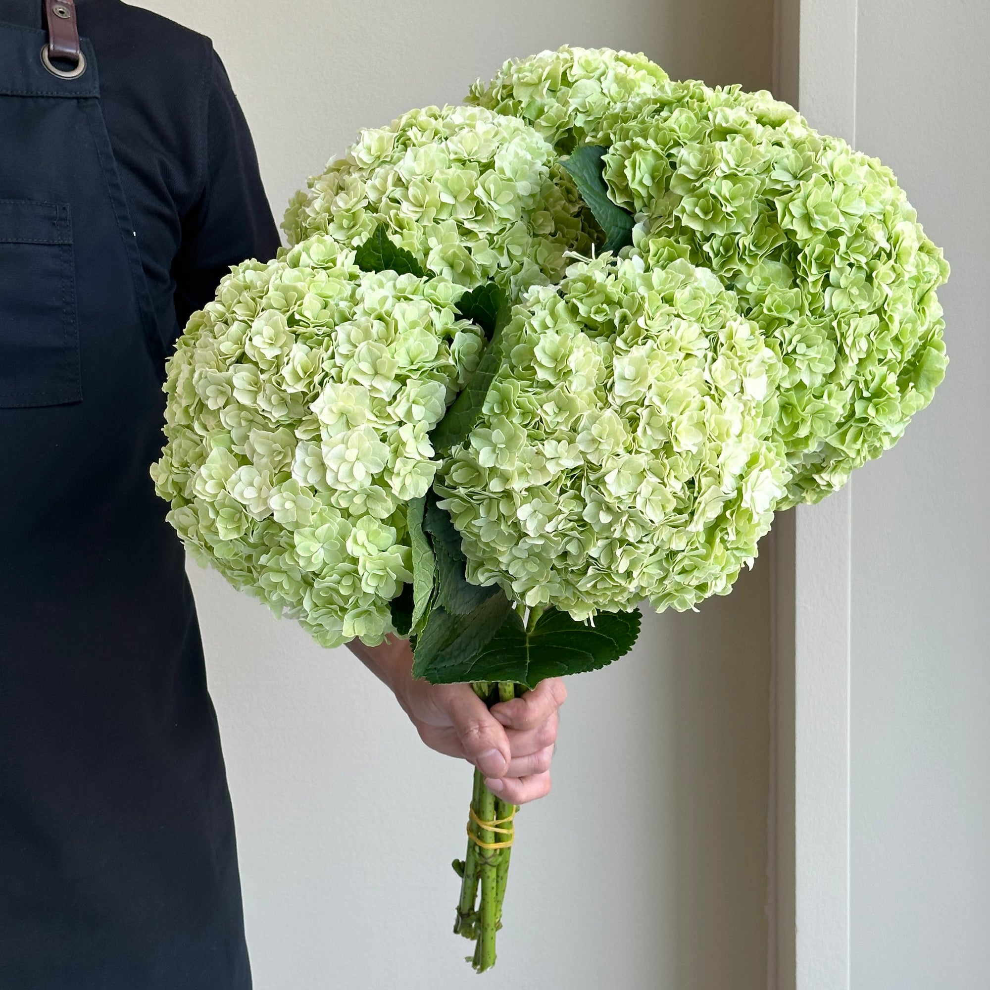 Hydrangeas - Royal Highness Green XL