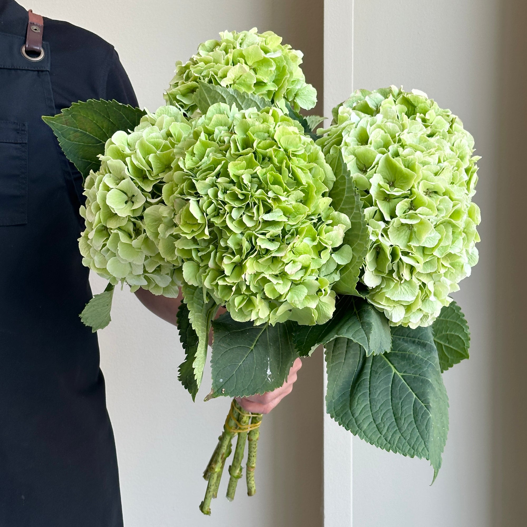 Hydrangea - Verena Classic Green