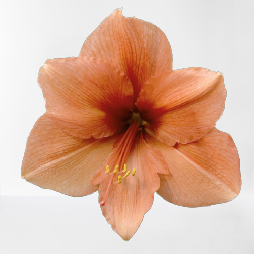 Amaryllis - Rilona (6 stems)