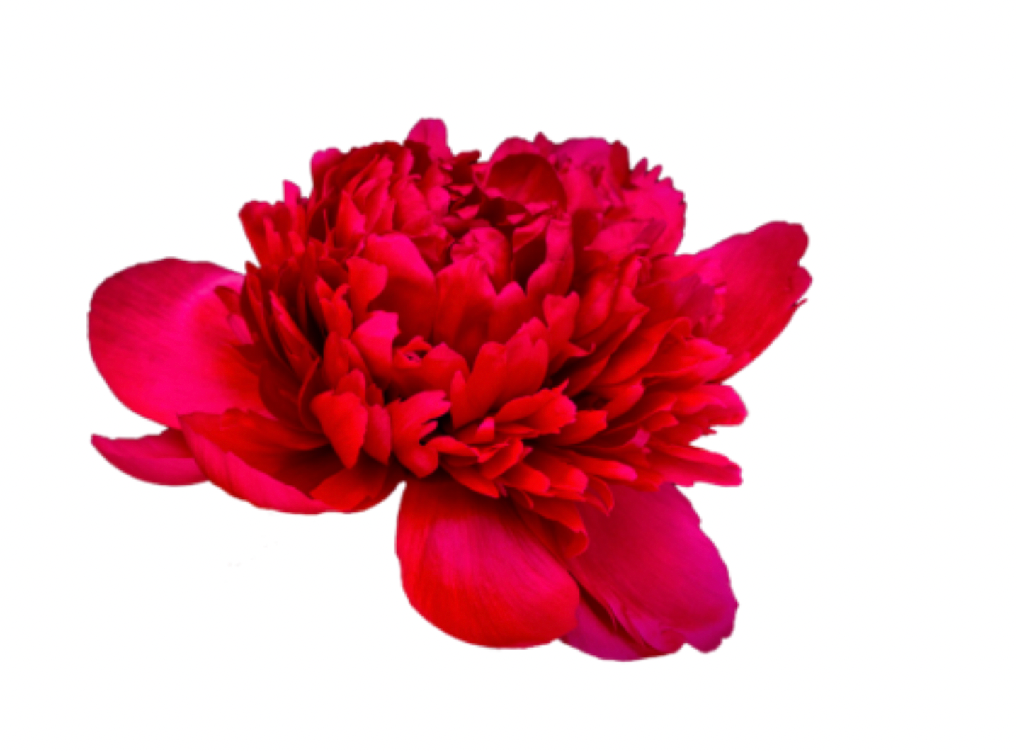 Peonies - Belgravia Red Pink Xl