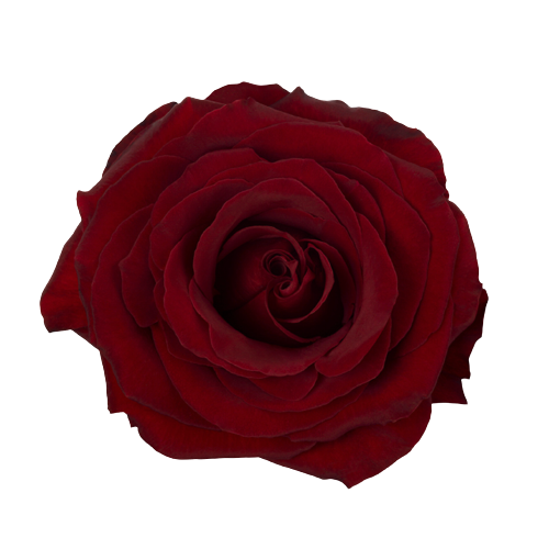 Roses - Black Pearl Red