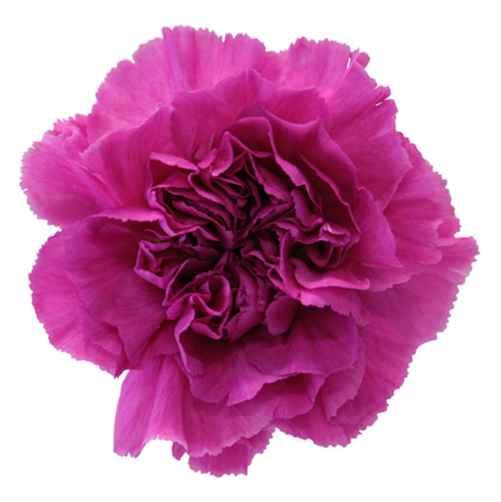Carnations - Farida Lavender Select