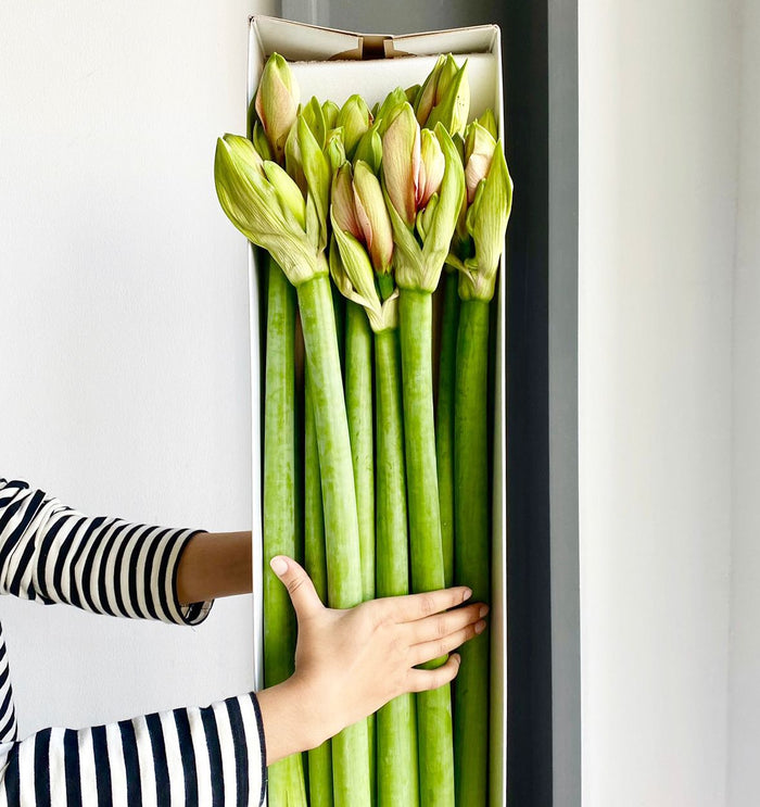 Florette Amaryllis Bouquet - 