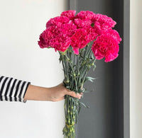 Florette Carnations Bizet Hot Pink (bunch of 20 stems)