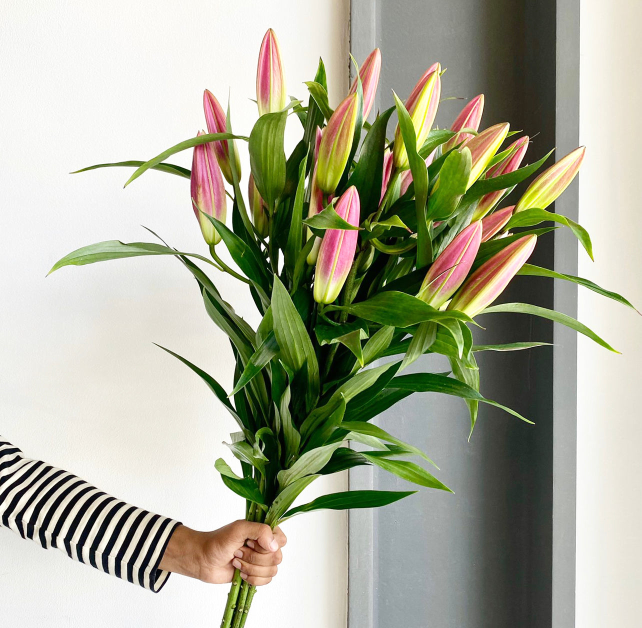 Lilies Orientpet - Dalian Pink Xl