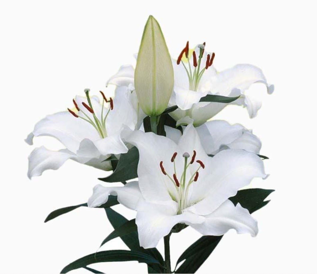 Florette Lilies Pacific Ocean blooms creamy white.