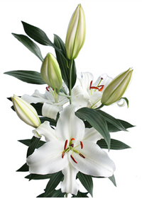 Florette Lilies Santander White blooms