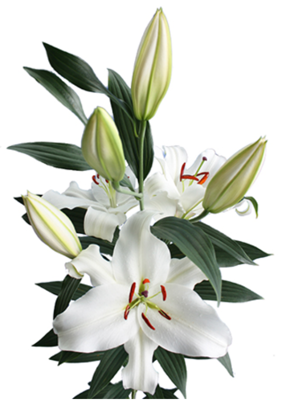 Florette Lilies Santander White blooms