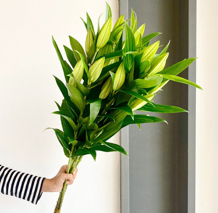 Florette's fresh and tall bunch of white Santander Oriental Lilies.