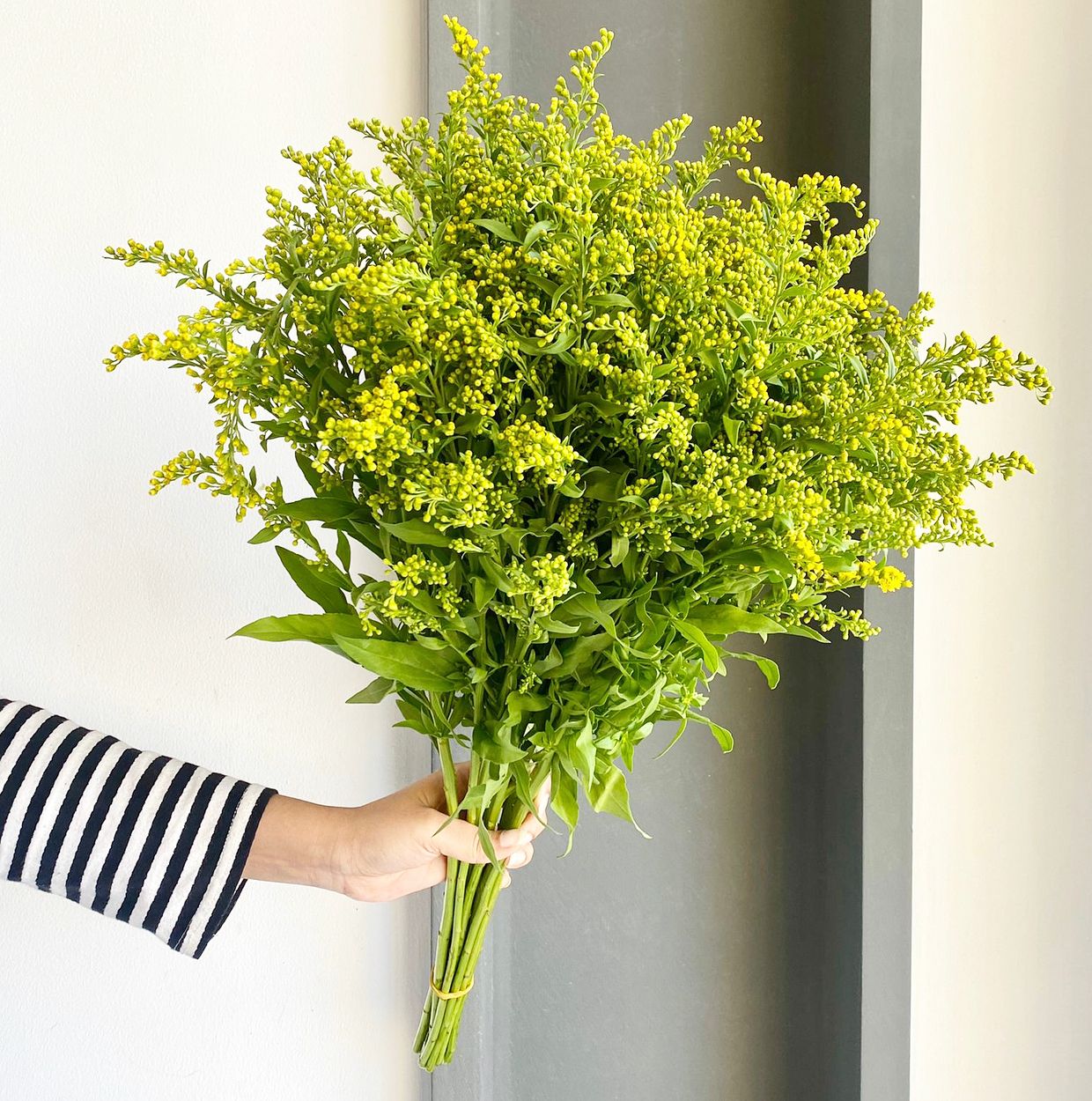 Solidago Carzan Glory