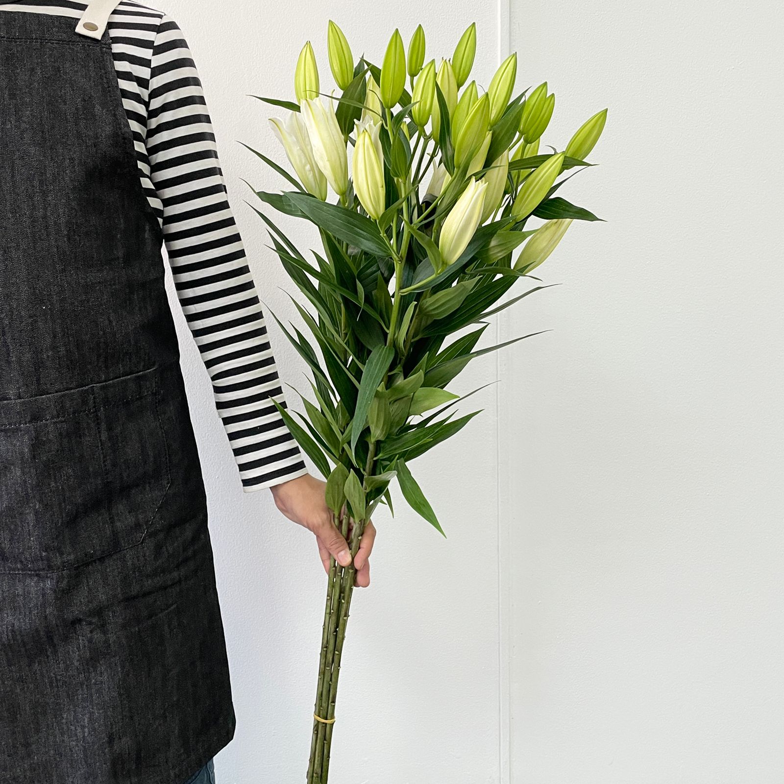 Lilies Oriental - Pacific Ocean White