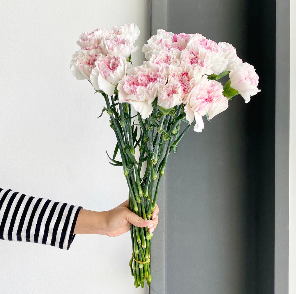 Florette_YUKARI_CHERRY_Carnations_market_flowers_2022-06-16