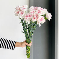Florette_YUKARI_CHERRY_Carnations_market_flowers_2022-06-16