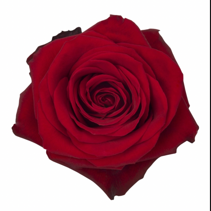Freedom Red Rose bloom
