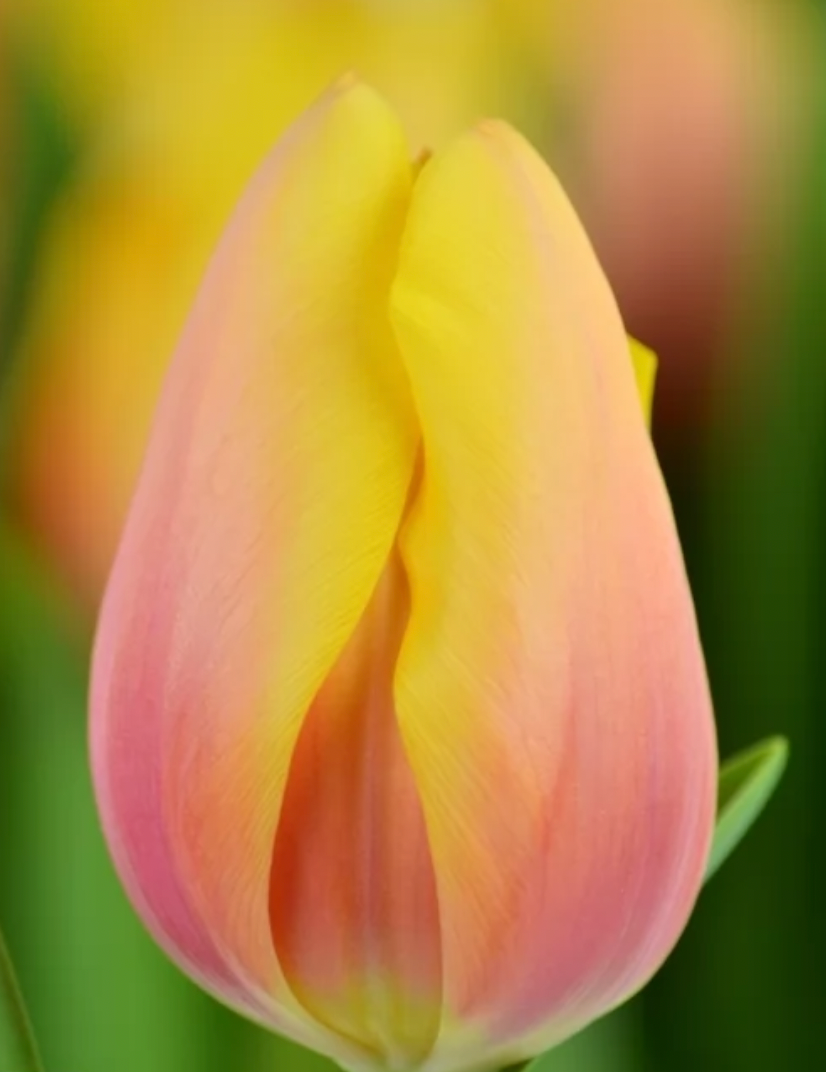 Tulips - Marit Mango