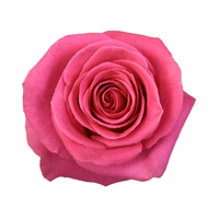 Pink Floyd Rose bloom