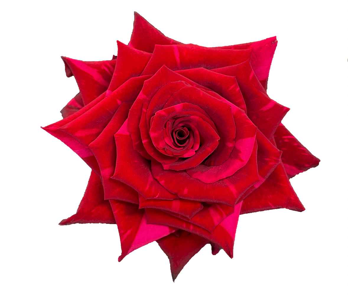 Roses - Red and Pink Panther
