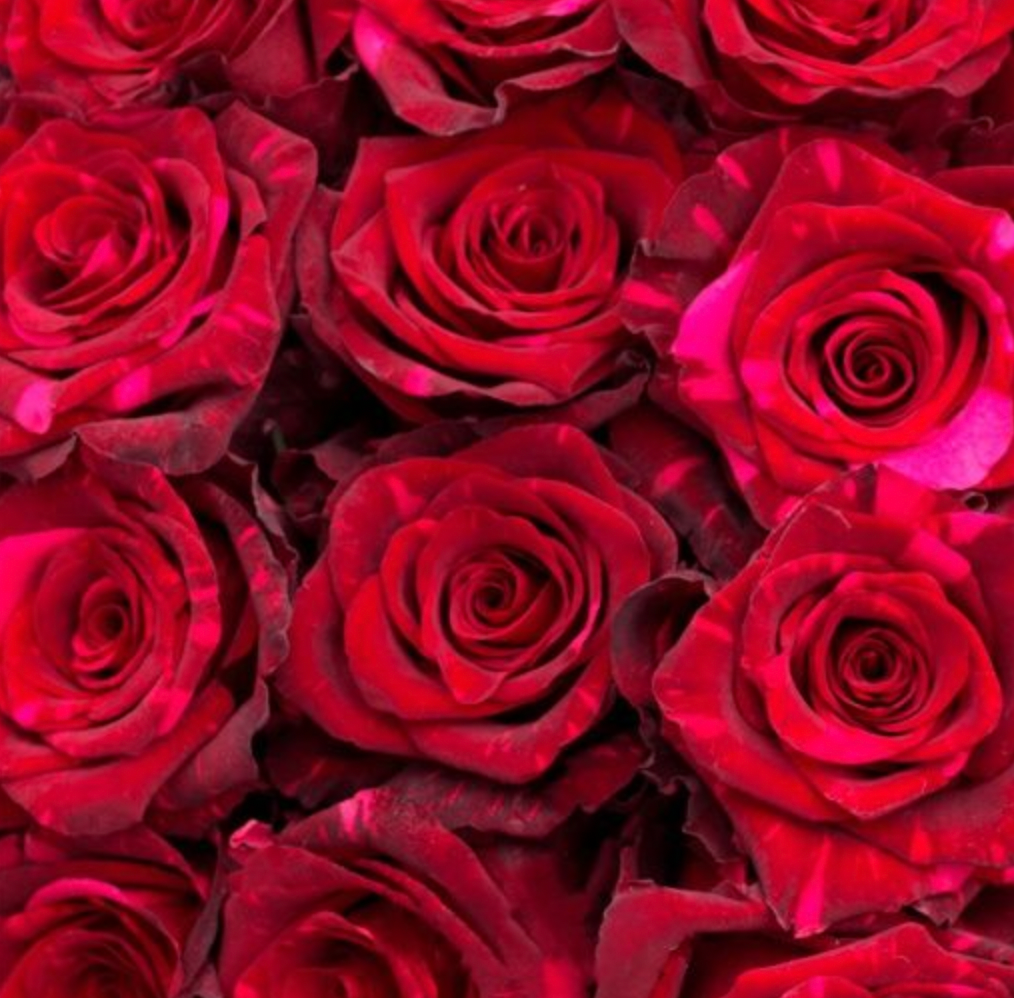 Roses - Red and Pink Panther (20 stems - 70cm)
