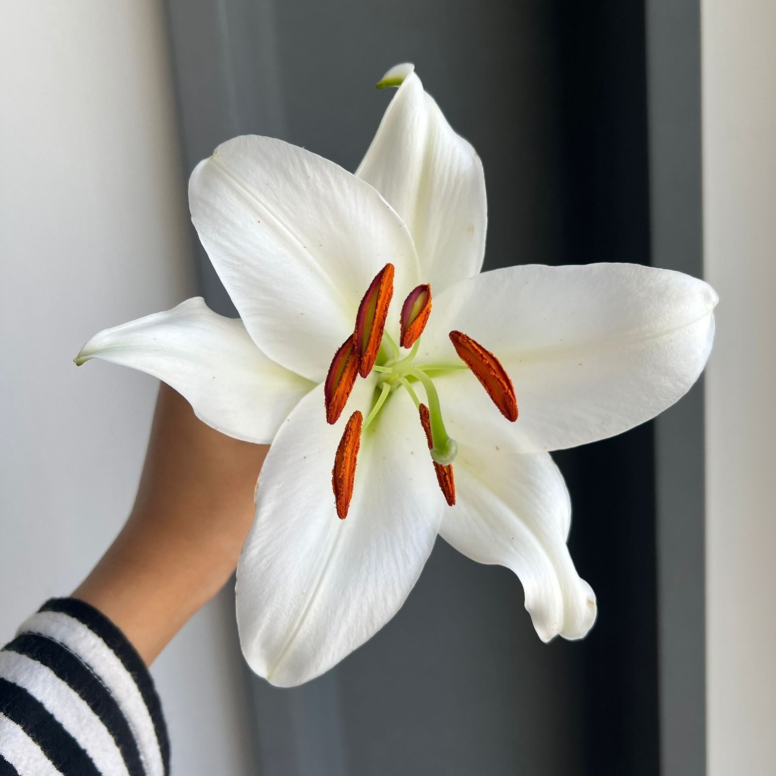 Lilies Oriental - Santander White