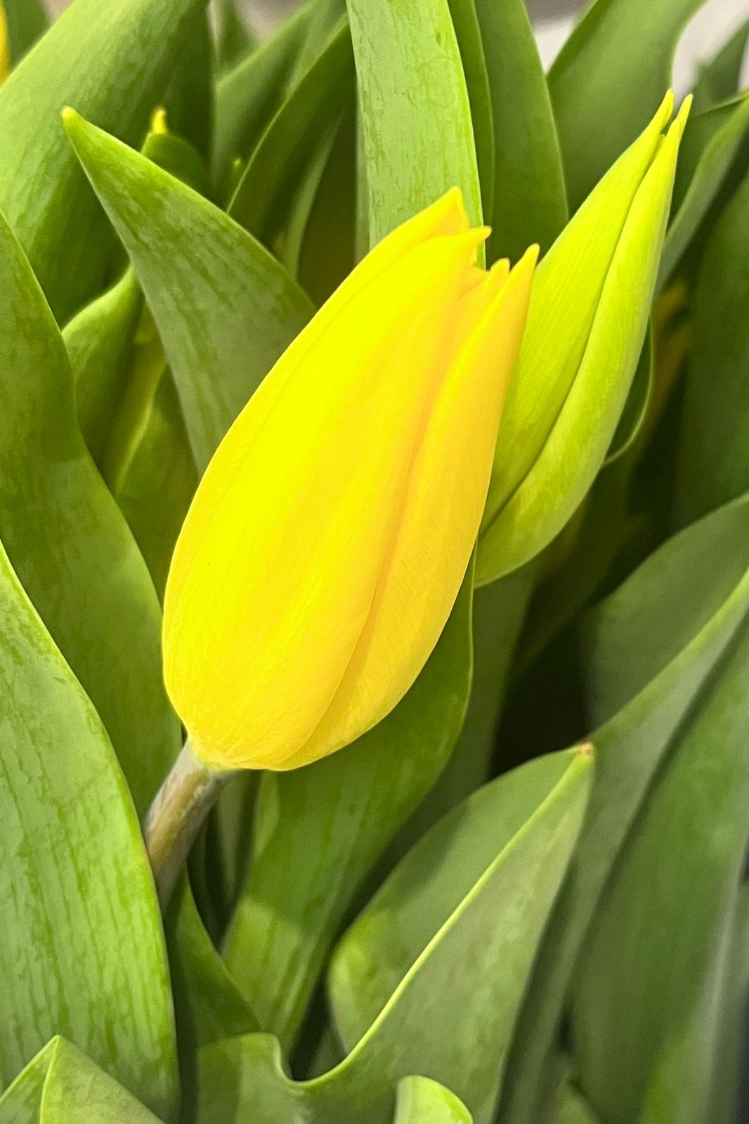 Tulips - Strong Gold Yellow