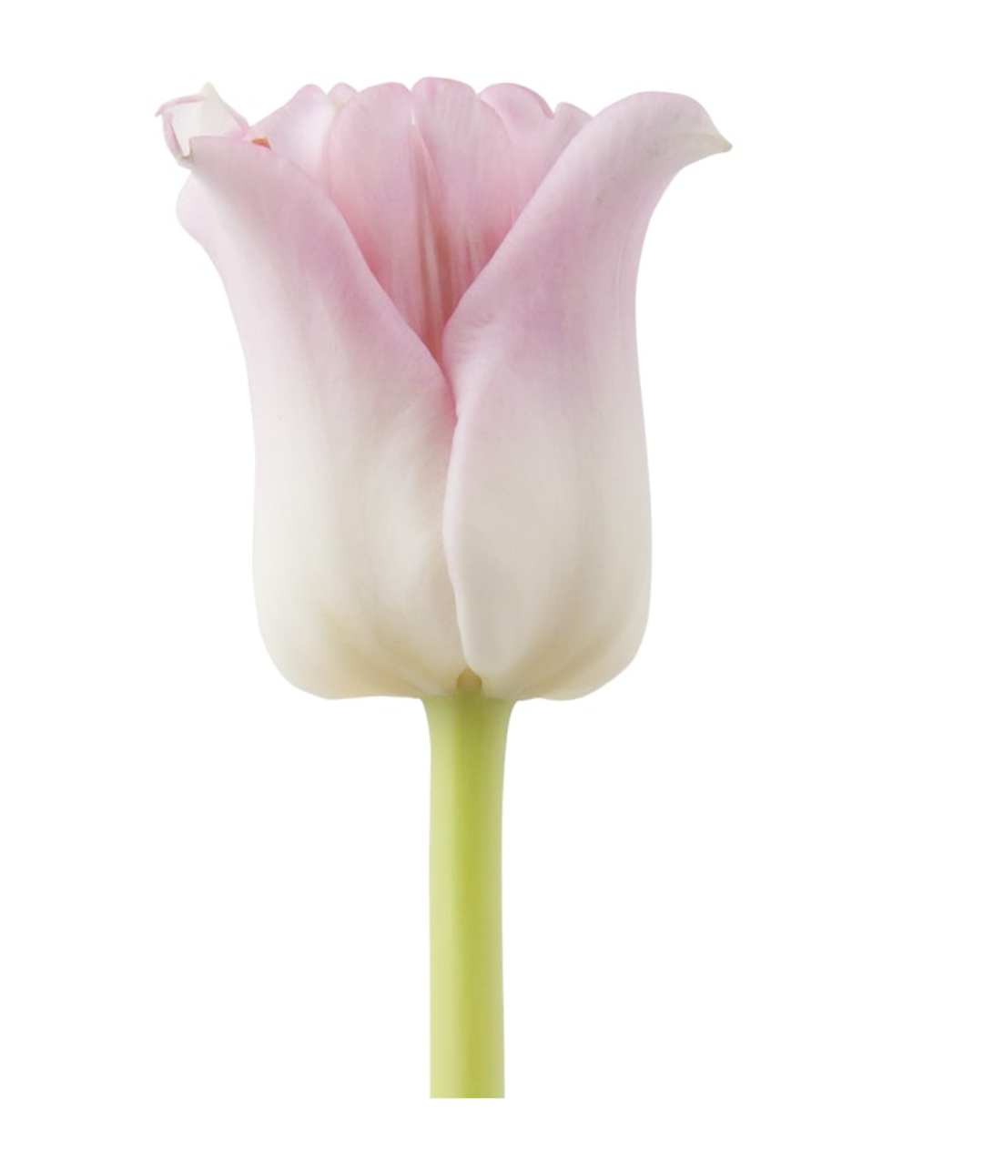 Tulips - Crown Dynasty Rose Pink