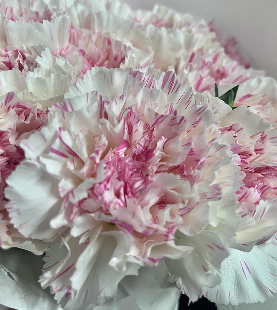 YUKARI_CHERRY_Carnation_bloom_2022-06-16-zoomed