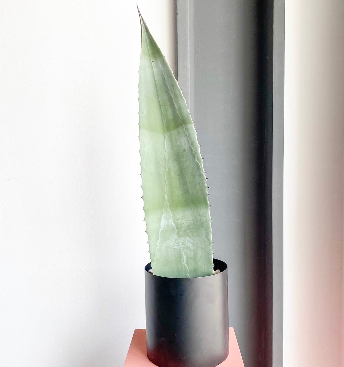 Agave Sword