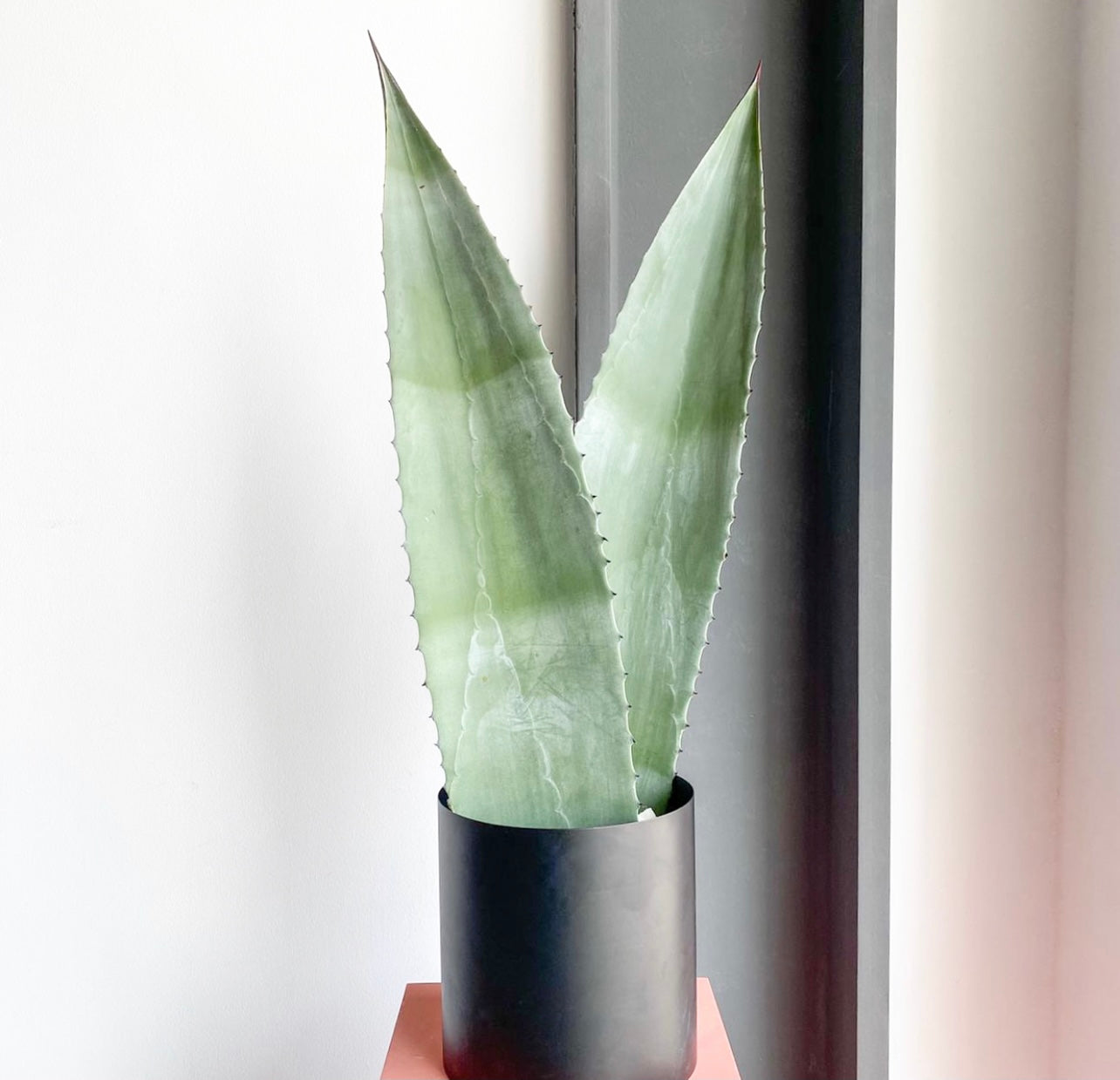 Agave Sword